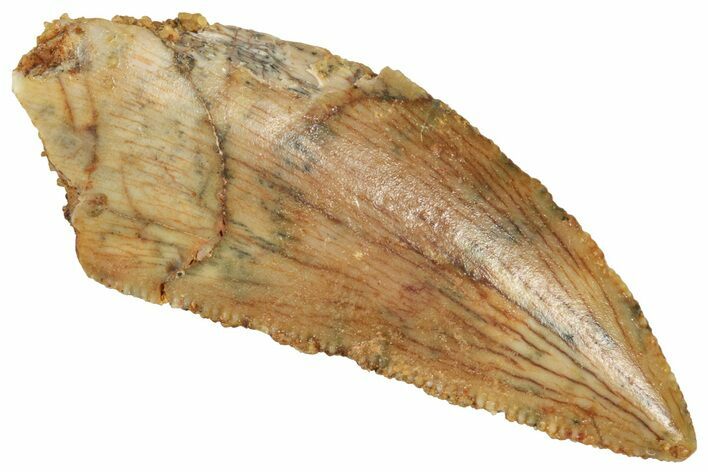 Serrated Raptor Tooth - Real Dinosaur Tooth #371474